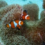 カクレクマノミ・クマノミの繁殖方法｜水槽での計画と成功のポイント
