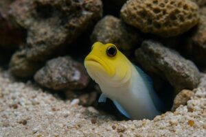 ジョーフィッシュの種類と飼育方法｜イエロージョーフィッシュも解説