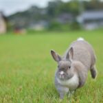 うさぎは時速何キロで走れる？ジャンプ力の高さも合わせて徹底解明！