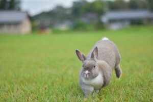 うさぎは時速何キロで走れる？ジャンプ力の高さも合わせて徹底解明！