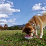 柴犬の餌の量の計算方法！生後2ヶ月から成犬までを解説！