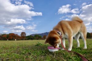 柴犬の餌の量の計算方法！生後2ヶ月から成犬までを解説！