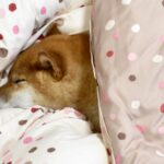 柴犬の睡眠時間は？子犬と成犬の平均的な寝る時間を解説！