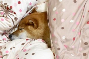 柴犬の睡眠時間は？子犬と成犬の平均的な寝る時間を解説！