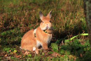 うさぎが下痢をした？その原因と症状、そして対処法！