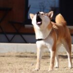 唸る柴犬、噛む柴犬に潜む理由とは。しつけで治すべきなの？