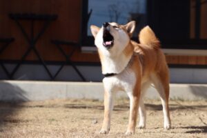 唸る柴犬、噛む柴犬に潜む理由とは。しつけで治すべきなの？