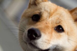 柴犬と豆柴の違い！大きさや値段・性格の比較と見分け方！