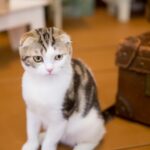 スコティッシュフォールドの飼い方！一人暮らしの外出や旅行の注意点！