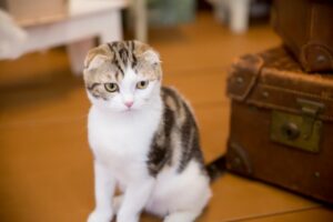 スコティッシュフォールドの飼い方！一人暮らしの外出や旅行の注意点！