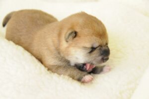 柴犬の赤ちゃんの体重はどのくらいでどんな色しているの？