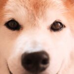 柴犬が可愛く見えるのはクリクリした二重まぶたをしているから？