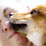 柴犬がなつくのは飼い主だけ？飼い主以外の人になつくまでの時間は？