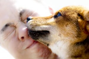 柴犬がなつくのは飼い主だけ？飼い主以外の人になつくまでの時間は？