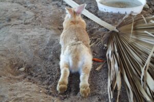 うさぎに肉球はあるの、ないの？意外なうさぎの足裏について！