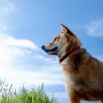 柴犬は猟犬として狩りをしていたから凶暴性がある？ルーツを解説！