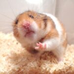 ゴールデンハムスターは多頭飼いに向くの？ケージは一緒でも大丈夫？