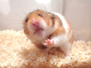 ゴールデンハムスターは多頭飼いに向くの？ケージは一緒でも大丈夫？