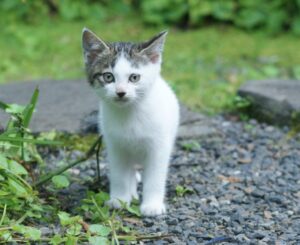 保護猫を飼うメリットとデメリット！引き取り前に確認しておきたい！