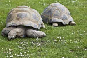 リクガメってなつくの？おすすめの種類は？