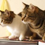 ミヌエットは頭がいい猫？しつけの仕方、飼いやすさについて解説！