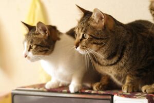 ミヌエットは頭がいい猫？しつけの仕方、飼いやすさについて解説！