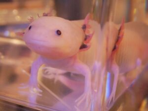 ウーパールーパーが死んだらどうするの？正しい処理の方法について解説！