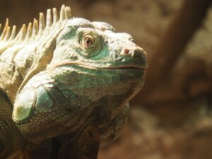 グリーンイグアナの放し飼いはできる？トイレのしつけは？