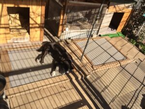 甲斐犬は外飼いできる？外飼いの注意点を知って安全な生活を送ろう