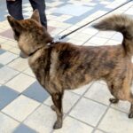 甲斐犬の散歩の時間と回数は子犬と成犬でどのくらいが最適なの？