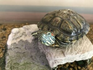 ミドリガメがエサを食べない原因と対策は？冬は要注意！