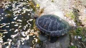 ミドリガメを外で飼うリスクやデメリット！室内飼育の方が良い？