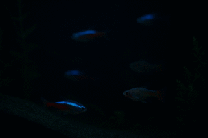 熱帯魚は寝る？睡眠時間と夜の照明管理の正しい方法を解説！