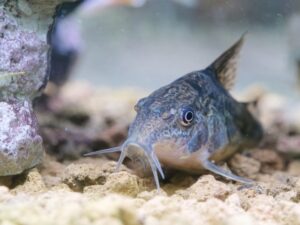 コリドラスの飼育に水流は必要？作り方や最適な強さを解説！