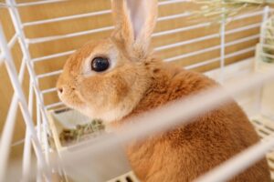 ネザーランドドワーフの匂いが臭い？部屋の匂いと飼い主が出来る対策は？