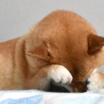 犬が自分の手をなめる5つの理由とは？やめさせる方法も解説！