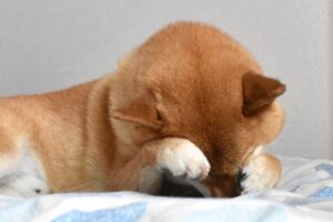 犬が自分の手をなめる5つの理由とは？やめさせる方法も解説！