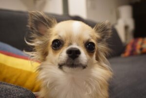 犬がキュンキュン鳴く原因はどんなこと？やめさせるべきなの？