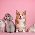 犬の様子がおかしい、落ち着かない考えられる原因と対策まとめ