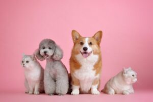 犬の様子がおかしい、落ち着かない考えられる原因と対策まとめ