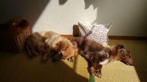 老犬がいびきのような呼吸をする原因は病気？知っておきたい体の変化