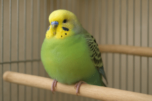 セキセイインコの胸が膨らんでいる？考えられる病気と見分け方・対策を解説