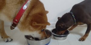 老犬の必要カロリー計算と食事量・たんぱく質は量より内容重視で