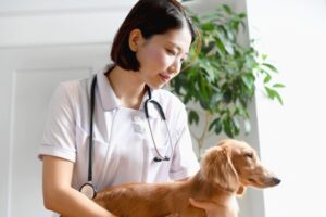 ペット保険で高齢犬におすすめ！相場はどのくらい？