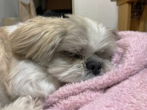 老犬の楽な寝方とは？しんどい時の楽な姿勢も知って快適な生活を！