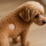 犬に10円はげができた！原因と対処法をわかりやすく解説【赤み・かゆみの見分け方】