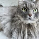 メインクーンに短毛の子はいる？長毛の理由や毛色の特徴！