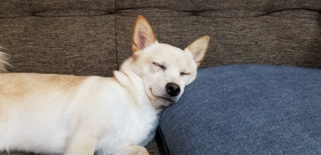 室内のソファで眠る柴犬×チワワのミックス犬(チワ柴)