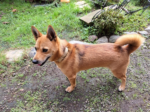 庭にいる柴犬×コーギーのミックス犬(シバーギー)