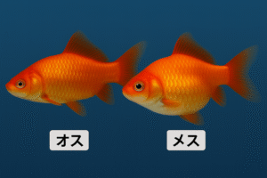 金魚のオスとメスの見分け方｜和金・朱文金・コメット・出目金の性別の違いや繁殖のコツも解説